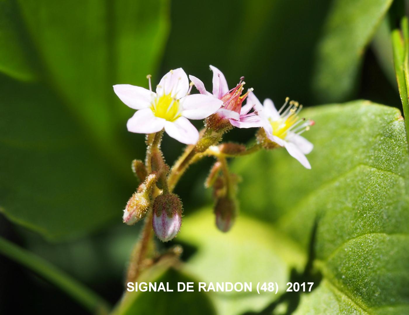 Stonecrop, Marsh flower